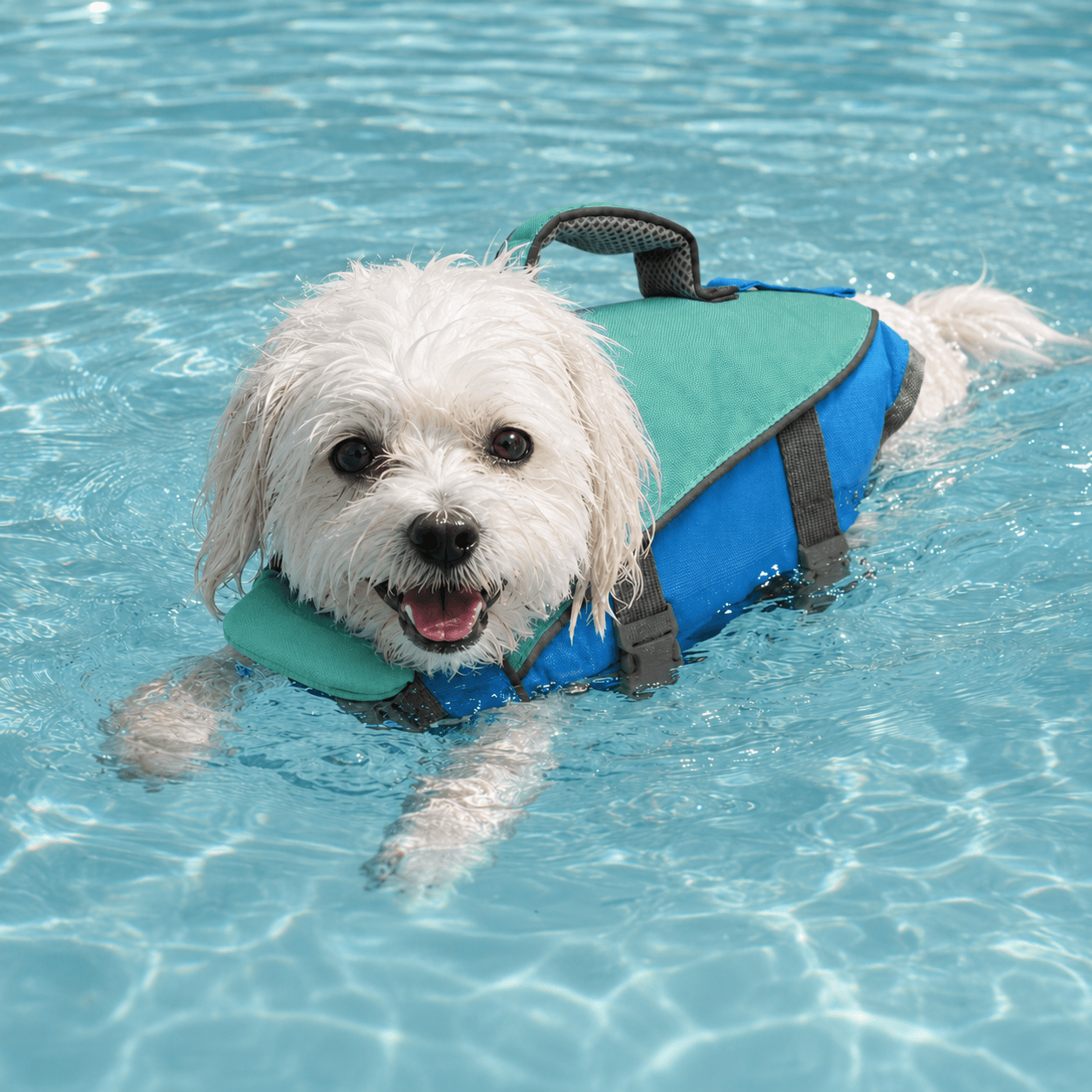 De DoggyDrijver™ reflecterend zwemvest voor honden